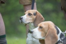 Hundepräsentation 2019